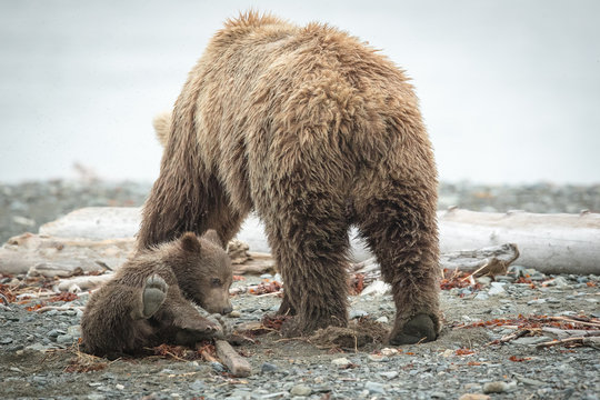 Grizzly Sow and Little Cub on beach feeding, walking & playing