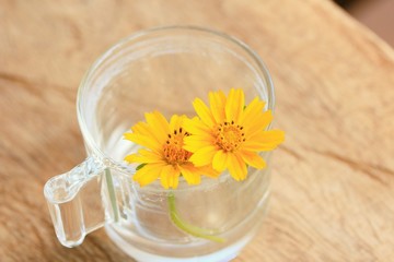 Fototapeta na wymiar Flowers in a glass