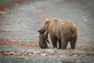 Sow and Cub walking on Beach and playing.