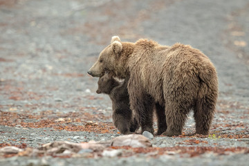 Plakat Sow and Cub walking on Beach and playing.