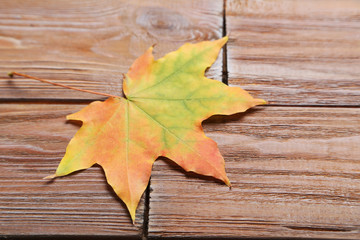 Naklejka na ściany i meble Autumn leaf on brown wooden table