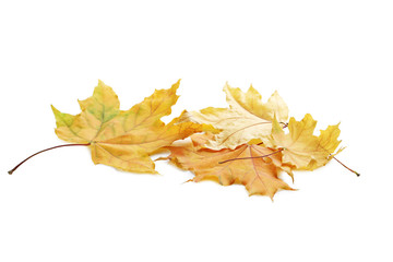 Autumn leafs isolated on white background