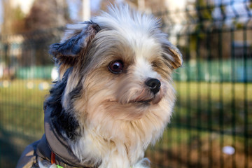  biewer terrier walking on the street