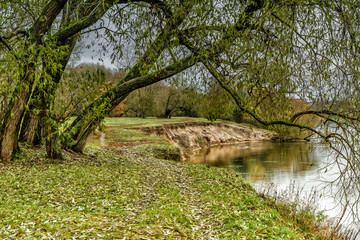 Fototapeta premium The tree near the river