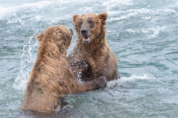 Wild Fighting Bears of McNeil River Refuge. 