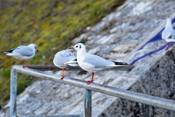 Möwe Vogelgrippe Krankheit Vögel
