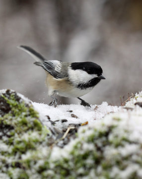 m&eacute;sange &agrave; t&ecirc;te noire
