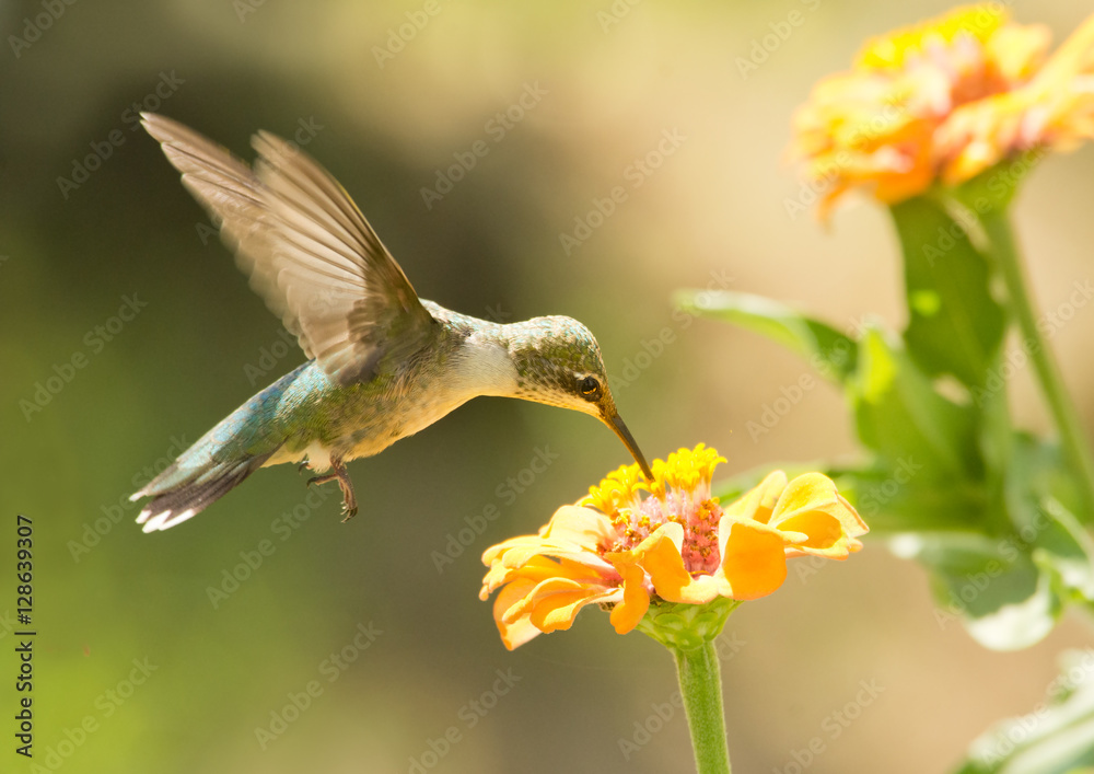 Wall mural juvenile male hummingbird feeding on a zinnia flowerin summer garden