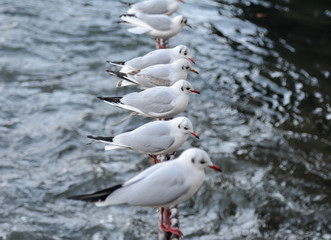 Obraz premium Möwe Vogelgrippe Krankheit Vögel