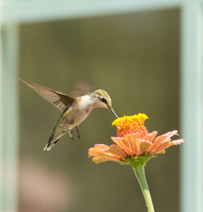Hummingbird feeding on an orange flower with a window background