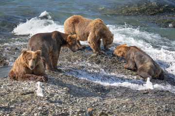  Bears of McNeil River Refuge. Begging bear begging food...