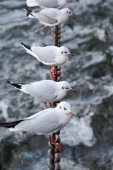 Möwe Vogelgrippe Krankheit Vögel