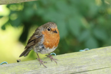 Robin in the garden