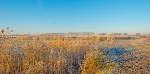 Birds flying over nature in sunlight