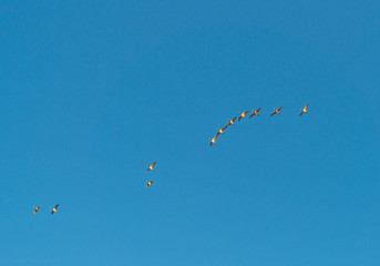 Birds flying in sunlight in a blue sky 