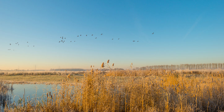 Birds flying over nature in sunlight