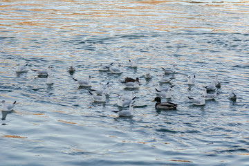 Möwe Vogelgrippe Krankheit Vögel