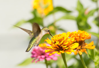 Female Ruby-throated Hummingbird feeding on an orange flower in summer garden