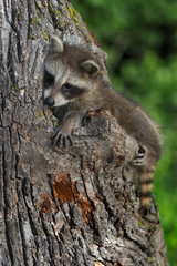 Young Raccoon (Procyon lotor) Sits on Side of Tree