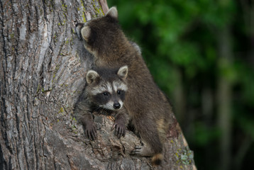 Two Young Raccoons (Procyon lotor) on Tree