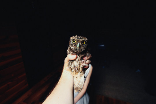 Beautiful tiny owl with yellow eyes