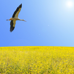 Alone stork fly in clear blue sky over spring flowering yellow field