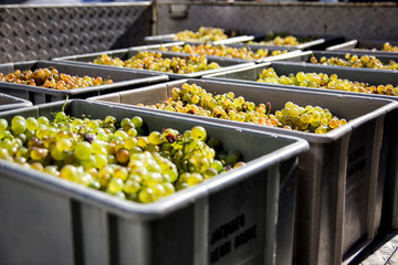 White chasselas grapes in crates