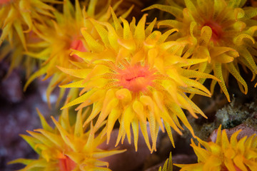 Naklejka premium Yellow Cup Coral Polyp in Western Pacific