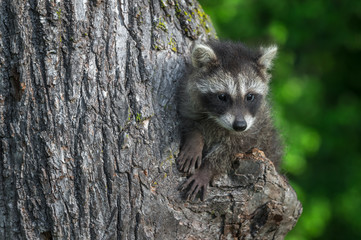 Young Raccoon (Procyon lotor) Looks Right