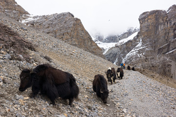 Two trekkers waiting for the herd of yaks walking on the mountain trail, Thorong Phedi, Annapurna Conservation Area, Nepal