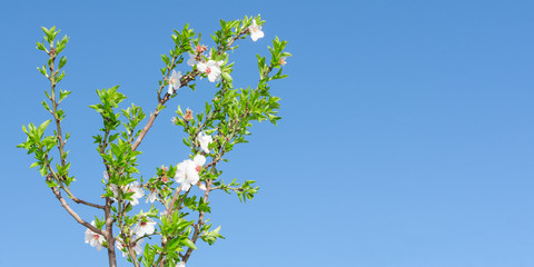 Spring blooming tree with white pink flowers and foliage against deep blue sky