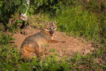 Grey Fox Vixen (Urocyon cinereoargenteus) Panting In Sunny Spot