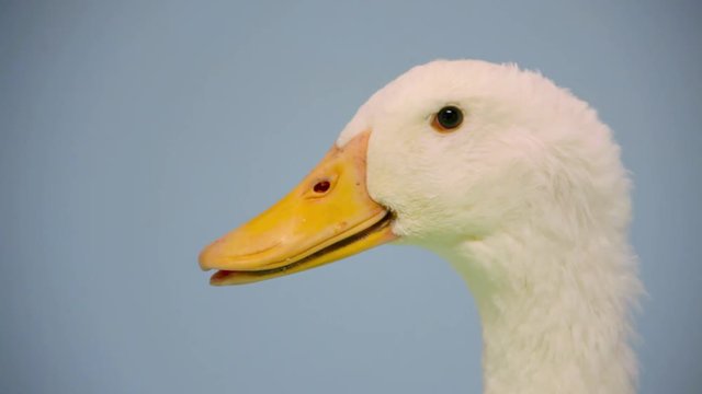 Close up of duck against blue background