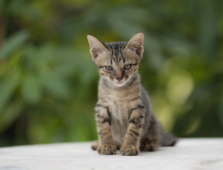 Cute kittens on green background .