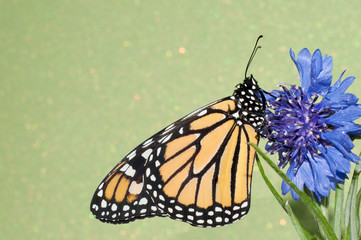 Monarch butterfly resting on a blue Cornflower against green background