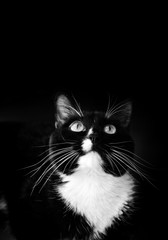 Looking up black and white cat on black background.