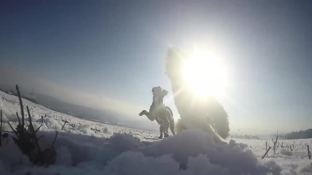 dogs playing in winter snow 