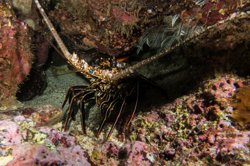 Lobster Cocos Island