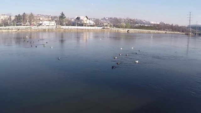 ducks on a river in winter 