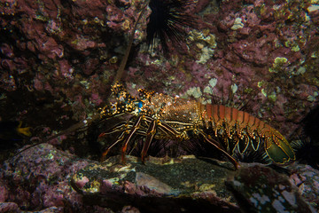 Lobster Cocos Island