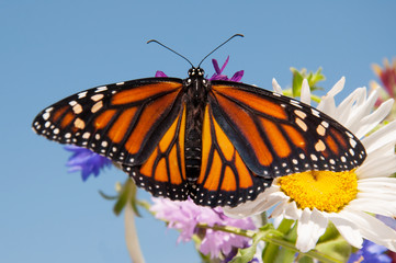 Colorful orange and black Monarch butterfly on summer flowers against clear blue sky