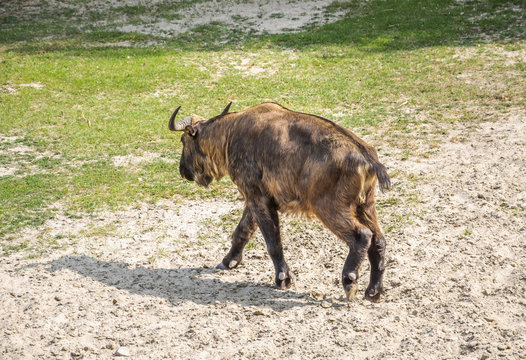 Bhutan takin (Budorcas taxicolor whitei). It is a vulnerable subspecies of Takin