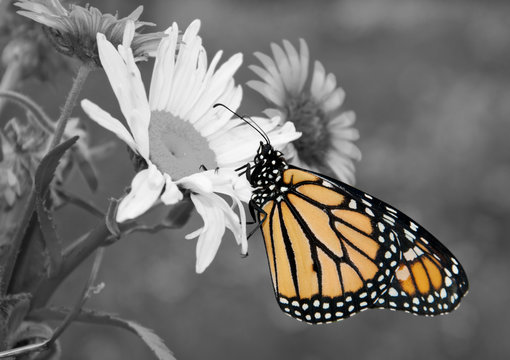 Male Monarch butterfly in summer garden; color spot on black and white
