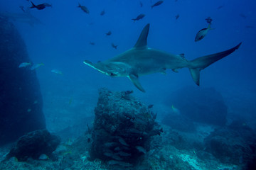 Fototapeta premium Hammerhead shark cocos island