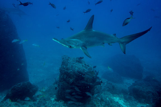 Hammerhead shark cocos island