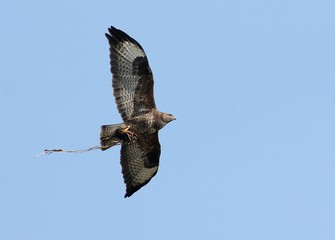 European Buzzard (Buteo buteo) in flight, prey in talons