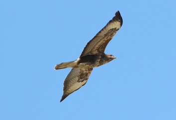 European Buzzard (Buteo buteo) in flight