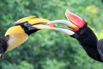 Beak to beak © Tiwa