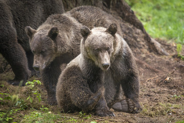 Fototapeta na wymiar Cute Brown Bear Cub, Anan Creek, Alaska