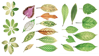 Collection of garden green leaves on white background. Soft colo